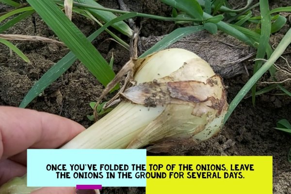 Megaruzxpnew4af onion login